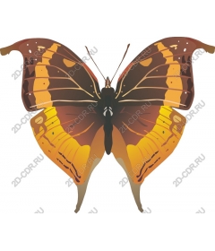  Bright butterfly