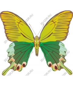  Bright butterfly
