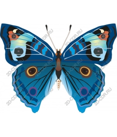 Majestic blue butterfly