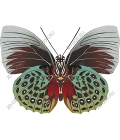  Bright butterfly