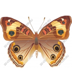 Butterfly - inspired by nature