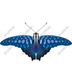 Stunning blue butterfly