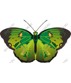 Bright green butterfly