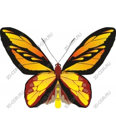  Bright butterfly