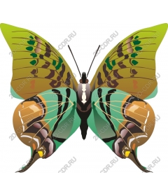  Bright butterfly