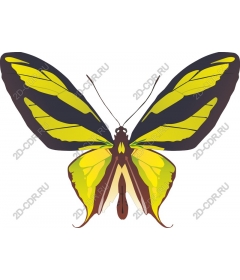  Bright yellow butterfly