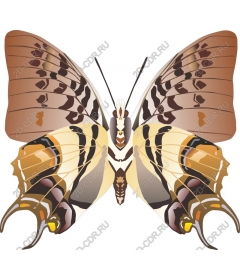  Exquisite butterfly