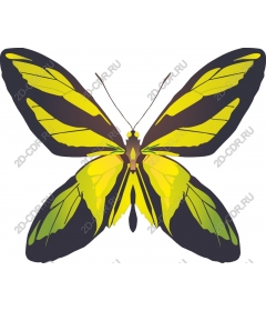  Bright yellow and black butterfly