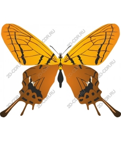  Bright butterfly