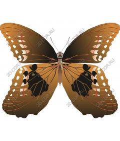  Exquisite earthy butterfly