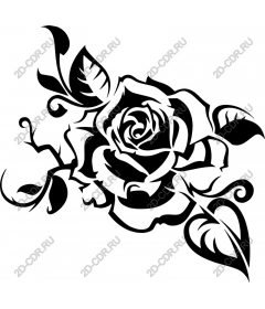  Elegant black rose