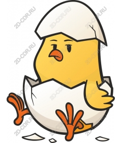  Charming newly hatched chick