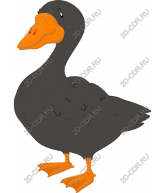  Charming black duck