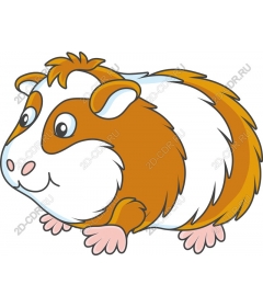  Adorable Guinea pig