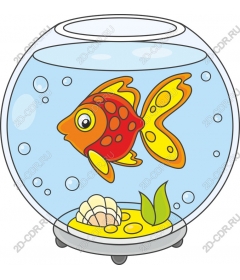  Vivid goldfish in the aquarium