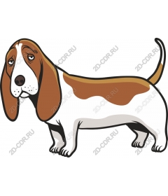  Adorable Basset hound