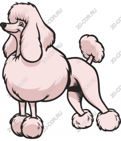  Adorable pink poodle