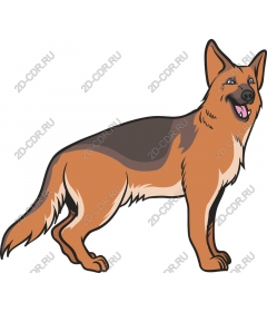  Bright German shepherd