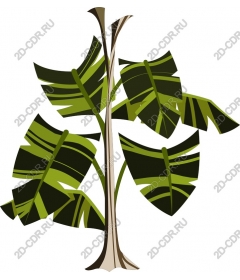 Tropical plant