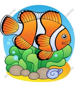 Clown fish under water
