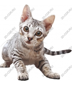  Adorable tabby cat