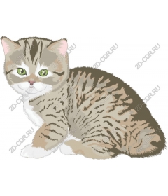  Игривый котенок