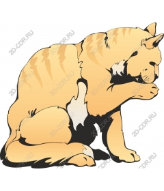 Red cat