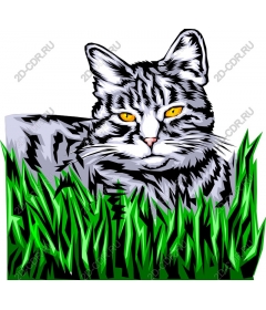  Charming cat in the grass