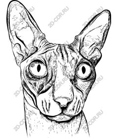  Кошка породы сфинкс