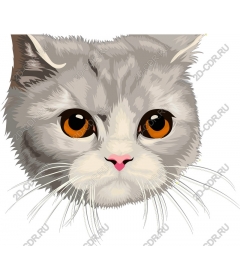  Silver Persian cat
