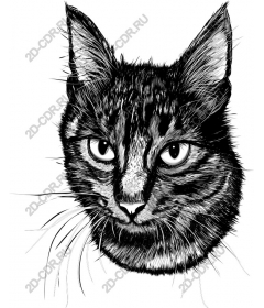  Charming cat face