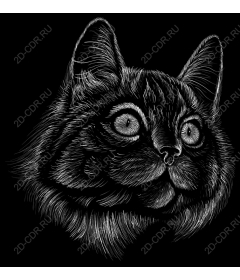  Black and white cat's head