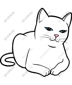  Charming white cat