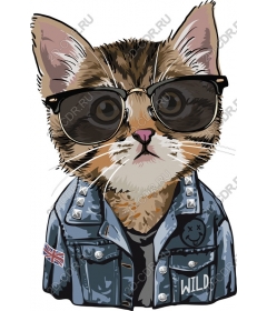  Fashionable cat wearing sunglasses