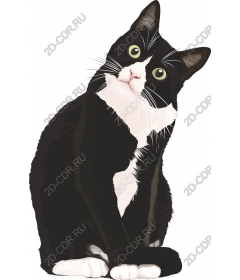  Charming black and white cat