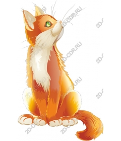  Charming orange cat