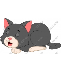 Playful cat