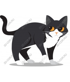 Playful black and white cat