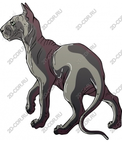 Sphinx cat