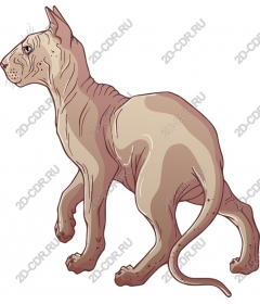Sphinx cat