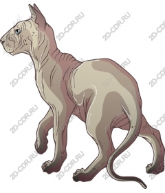 Sphinx cat