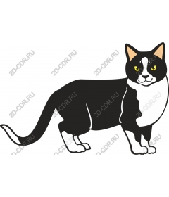  Charming black and white cat