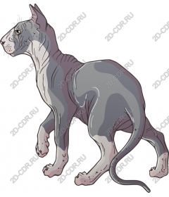  Cat of breed the Sphinx - High quality