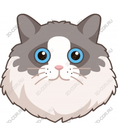 Милая мордашка кошки