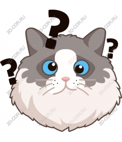  Curious cat