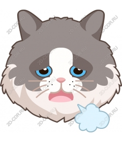  Cute cat face