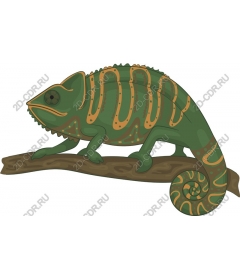  Bright chameleon