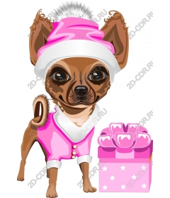  Festive Chihuahua with gift box