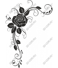  Elegant black rose