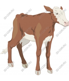  Charming brown calf